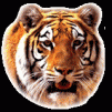 ������ ������������ tigra228 �� ����� 4ppc.ru