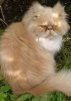 ������ ������������ andryha907 �� ����� 4ppc.ru