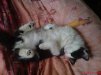 ������ ������������ xopek32 �� ����� 4ppc.ru