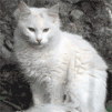 ������ (avatar) ������������ Lestad �� ����� 4ppc.ru