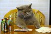 ������ ������������ kotyara_vrn �� ����� 4ppc.ru