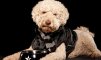 ������ ������������ labradydell �� ����� 4ppc.ru