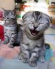 ������ ������������ KONDAKOFFAV �� ����� 4ppc.ru