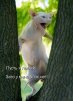 ������ ������������ �������� �� ����� 4ppc.ru