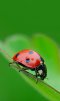 ������ ������������ DRON2671 �� ����� 4ppc.ru