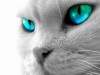 ������ ������������ MIRREXX �� ����� 4ppc.ru