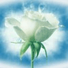 ������ ������������ Sweeniflini �� ����� 4ppc.ru
