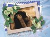 ������ ������������ Natali.N �� ����� 4ppc.ru