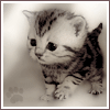 ������ ������������ chatovvod �� ����� 4ppc.ru