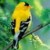 ������ ������������ fleeftrot �� ����� 4ppc.ru