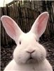 ������ ������������ Dr.Rabbit �� ����� 4ppc.ru