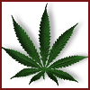 ������ ������������ Bumininue �� ����� 4ppc.ru