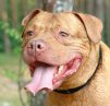 ������ ������������ �����-������� �� ����� 4ppc.ru