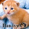 ������ ������������ Lakyboy �� ����� 4ppc.ru