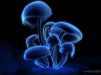 ������ ������������ Dimmass �� ����� 4ppc.ru