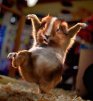������ ������������ Gadboy �� ����� 4ppc.ru