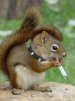 ������ ������������ zyua74 �� ����� 4ppc.ru