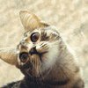 ������ ������������ paulxs �� ����� 4ppc.ru