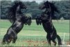 ������ ������������ abrochka �� ����� 4ppc.ru