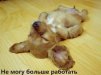 ������ ������������ 858 �� ����� 4ppc.ru