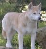 ������ ������������ Dingo66 �� ����� 4ppc.ru