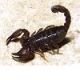 ������ ������������ scorpio47 �� ����� 4ppc.ru