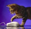 ������ ������������ volharednaja �� ����� 4ppc.ru