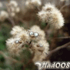 ������ ������������ vlad008 �� ����� 4ppc.ru