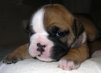 ������ ������������ BitingBulldog �� ����� 4ppc.ru