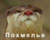 ������ ������������ SpawnGrin �� ����� 4ppc.ru