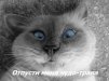 ������ ������������ Konstantn �� ����� 4ppc.ru
