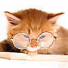 ������ ������������ Shumi �� ����� 4ppc.ru