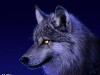������ ������������ steelbiowolf �� ����� 4ppc.ru