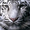 ������ ������������ ABCroNews �� ����� 4ppc.ru