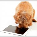 В Америке стали дрессировать собак при помощи iphone и ipad 